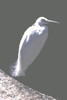 Предварительный просмотр изображения