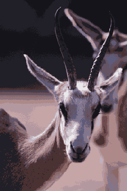 �������� �������