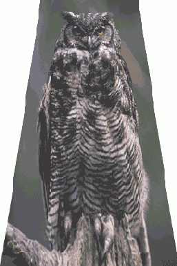 ������������� ���� ������� ��������������� �������