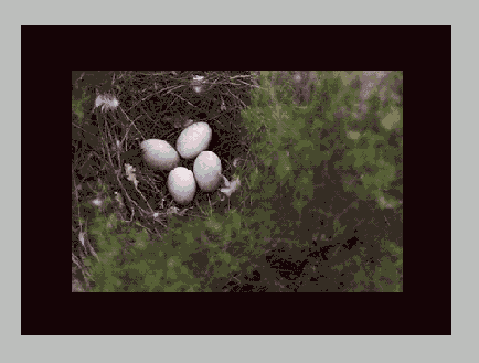 ���������� ������ ����������� � ������� ����������� Crop