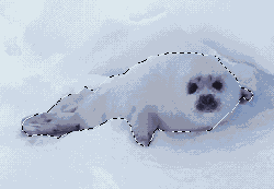 ��������� � ������� ����������� Magnetic Lasso