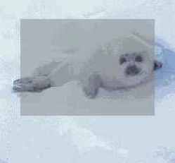 ��������� ����� ������ ������ ���������� �������