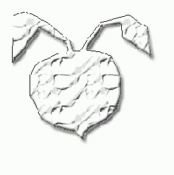 ������� �������