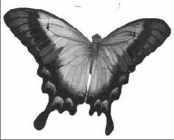 Вам предложено проиллюстрировать статью для