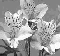 Секреты деформаций