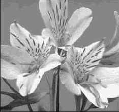 Секреты деформаций