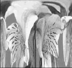 Секреты деформаций