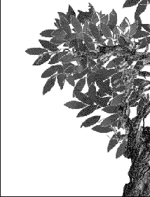 Рисование листьев