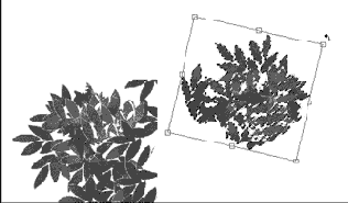 Рисование листьев