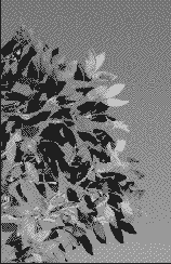 Рисование листьев