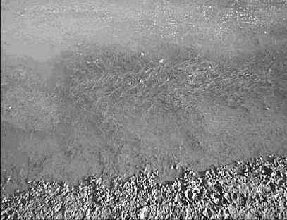 Иногда ни один из перечисленных