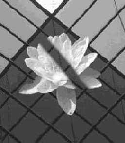 Флажок Совмещенные данные (Sample Merged)