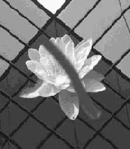 Флажок Совмещенные данные (Sample Merged)