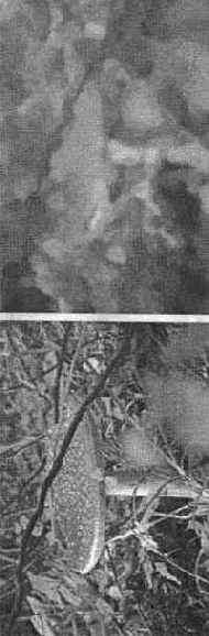 Инструмент History Brush