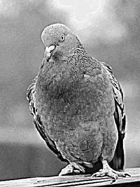 ����� Threshold