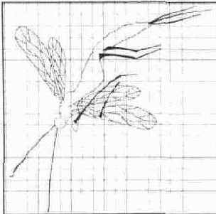 Контурное изображение стрекозы