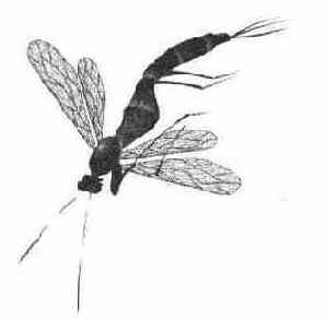 Готовый рисунок стрекозы