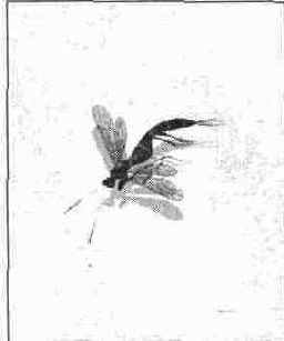 Окончательный вид рисунка