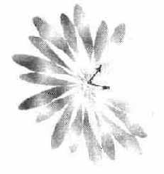 Создание цветка