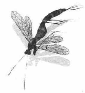 Раскрашиваем стрекозу