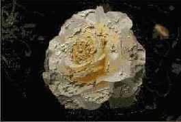 �������� ��������� �������� � ������� ����������� ���� Bevel World