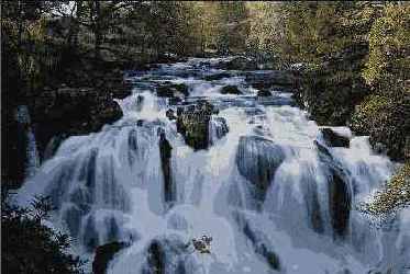 ���������� Dynamic Text