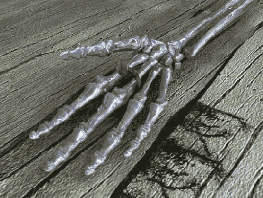 ������������ ���� ���������� �