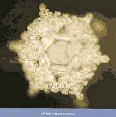 ������� ���� ��� ������������ � ���������