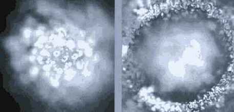 ������� ���� ��� ������������ � ���������