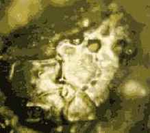 ������� ���� ��� ������������ � ���������