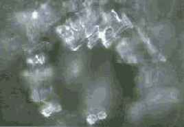 ������� ���� ��� ������������ � ���������