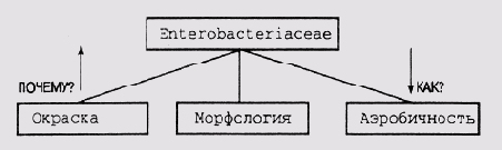 Формирование ответов на основе дерева целей в системе MYCIN