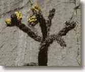 ��� �������