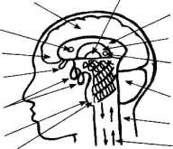 ���� �������