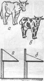 ����� ���, ����� � ���� �������� ����