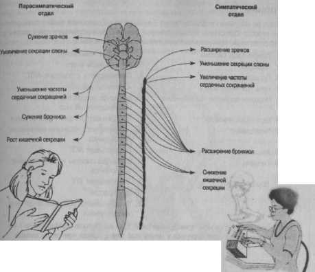 ��������-���������� �������