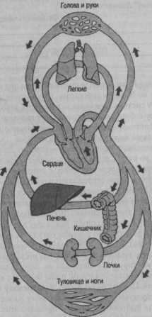 ��������-���������� �������