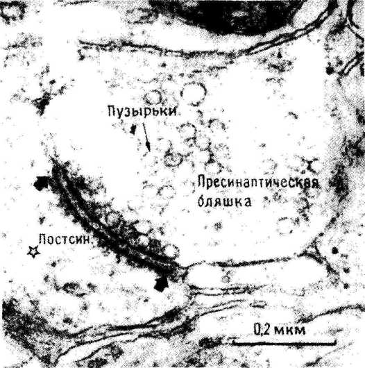 ��������� ������, ����������