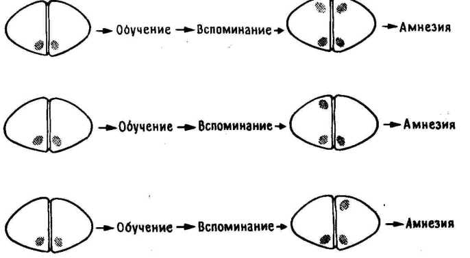 �������, ����, �������