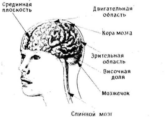 �������� ���� ��������