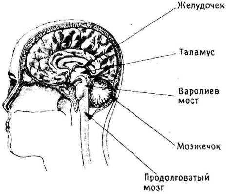 �������� ���� ��������