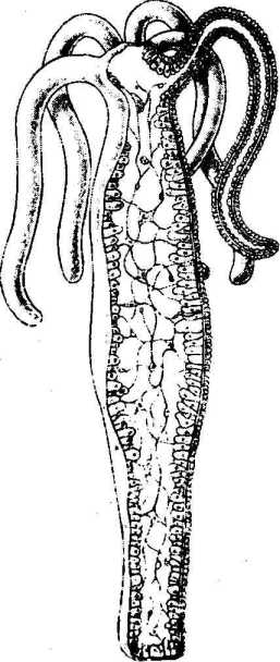 �������������� ���������