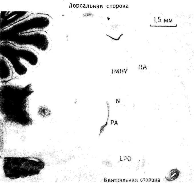 ������ ��������: ��� ��������� �� �������