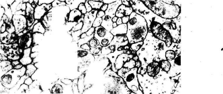 ����������� ���������������