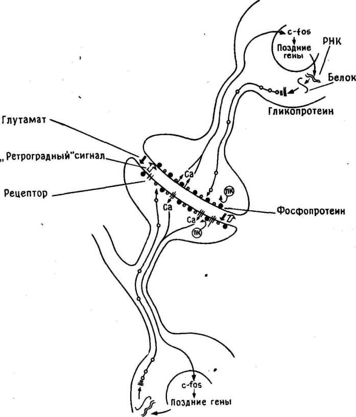 ������� ����� �������� � �����