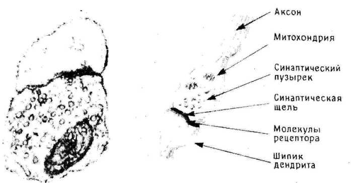 ����������� ���������������