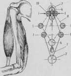 ���� �����������