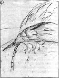 ����������� �������� �����������