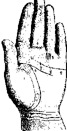 Измерение руки (хирометрия)