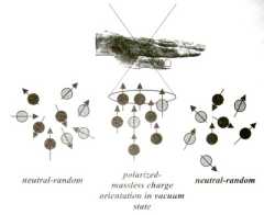 ���������� ����